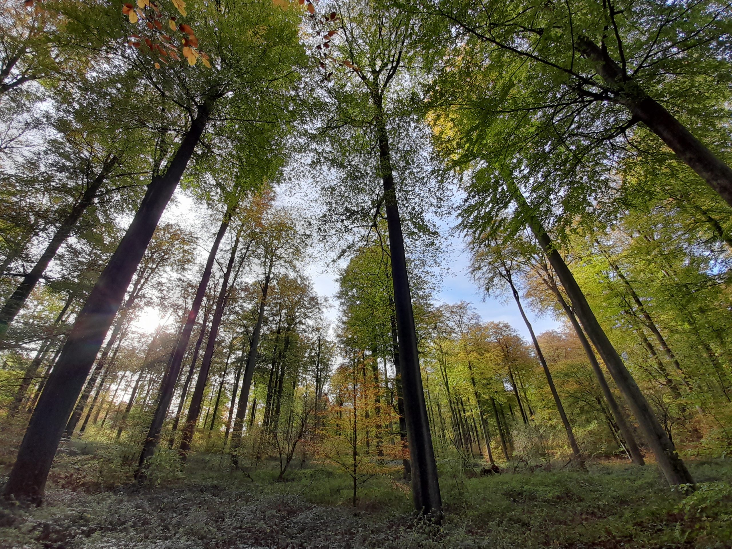 ik groeide op tussen stad en bos